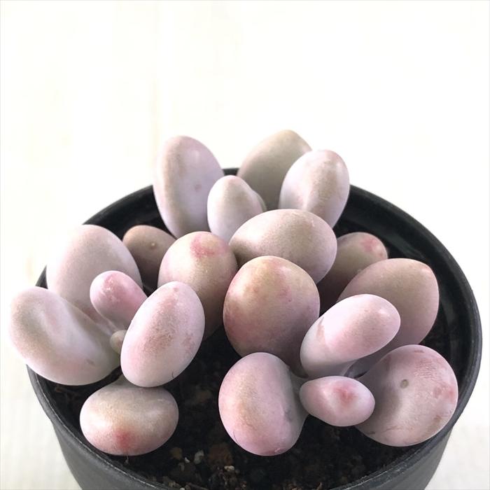 日本花キ流通 多肉植物 hmグラプトペタルム アメジスチヌム3頭 多肉