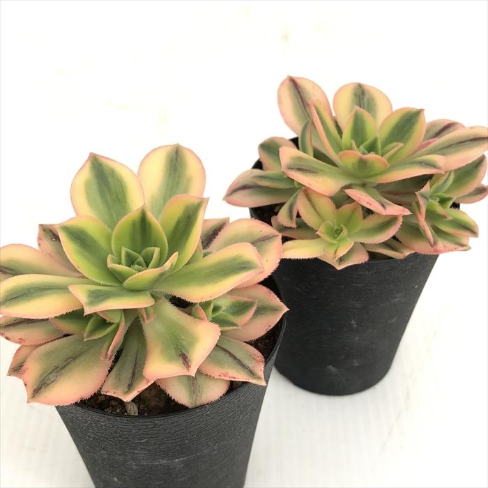 5#多肉植物アエオニウム❤️スタ—バースト錦❤️1大頭7小頭13cm 拔き苗 69#多肉植物アエオニウム❤️スタ—バースト錦❤️1大頭2小頭8cm 拔