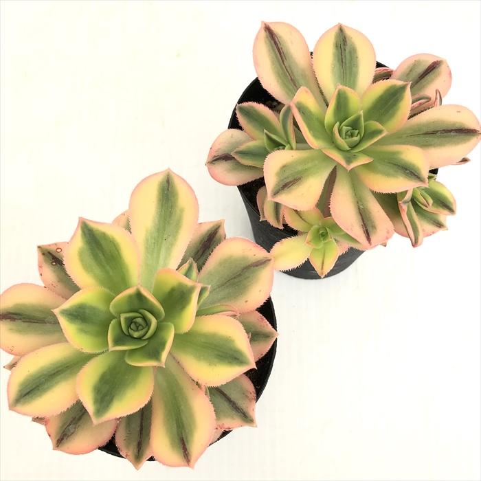 日本花キ流通 多肉植物 caアエオニウム スターバースト