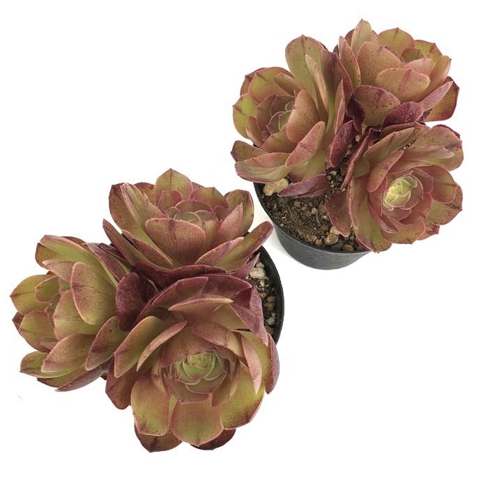 47#多肉植物アエオニウム錦❤️ハロウィンの新種変異❤️ライチ❤️9頭16cm拨き苗 47#多肉植物アエオニウム錦❤️ハロウィンの新種変異❤️ライチ❤️9頭16cm