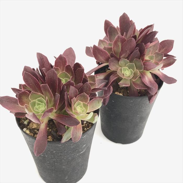日本花キ流通 多肉植物 caアエオニウム ハロウィン錦 日本花キ流通 多肉植物 caアエオニウム ハロウィン錦