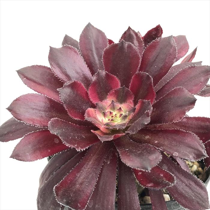 日本花キ流通 多肉植物 caアエオニウム マリド錦 多肉植物