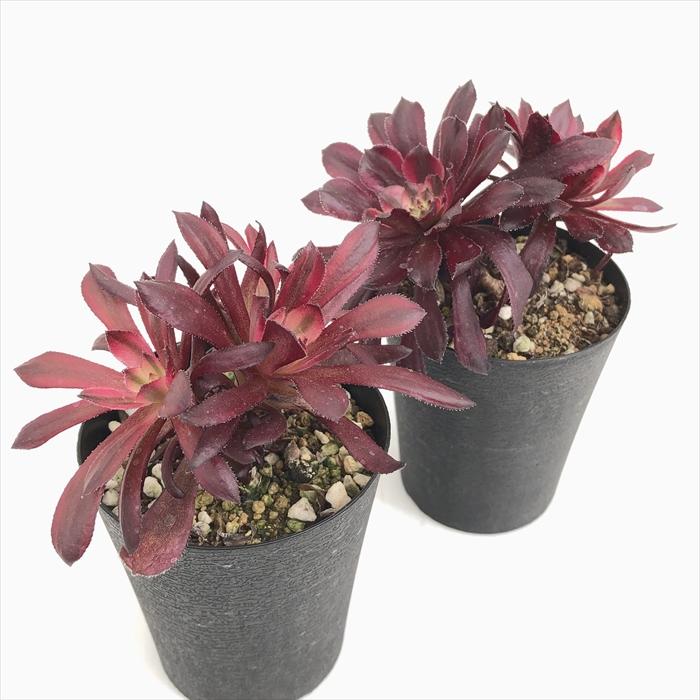 日本花キ流通 多肉植物 caアエオニウム マリド錦 多肉植物