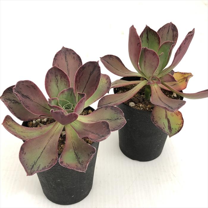 日本花キ流通 多肉植物 caアエオニウム ロスコフ 多肉植物