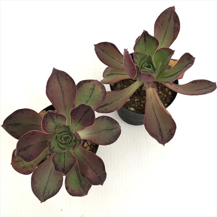 日本花キ流通 多肉植物 caアエオニウム ロスコフ 多肉植物