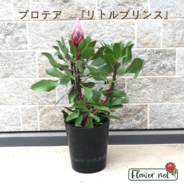 日本花キ流通 キングプロテア リトルプリンス 6号鉢 送料無料 オージー