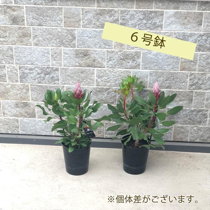 苗木・植木 プロテア：リトルプリンス ①（6号鉢） キングプロテア