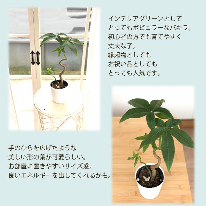 パキラ アクアティカ ねじり 10号 日本花キ流通 観葉植物 パキラ アクアティカ ねじり 3.5号鉢 苗 観葉