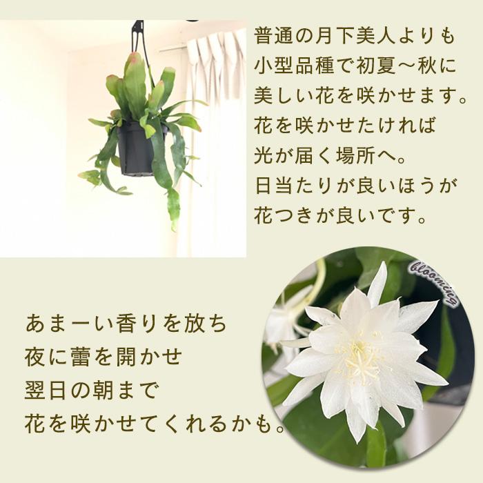 日本花キ流通 観葉植物 エピフィルムプミラム ヒメゲッカビジン 姫月下 