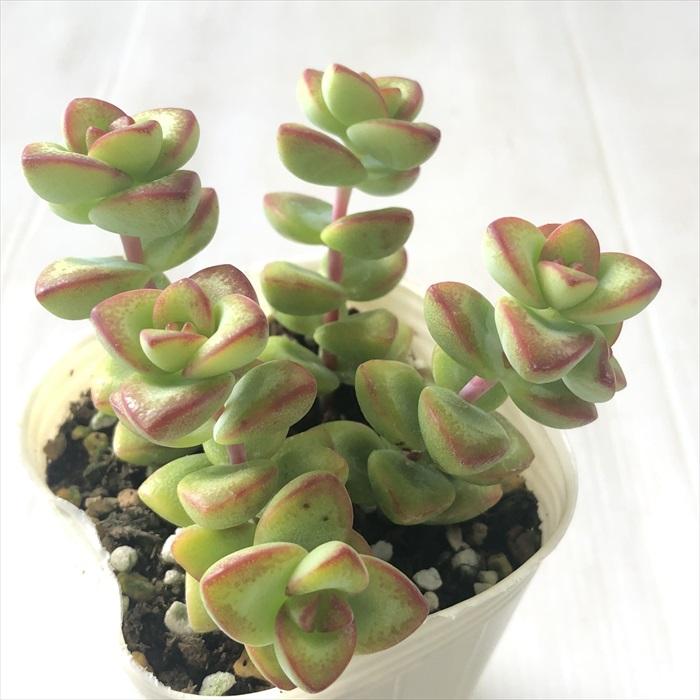 日本花キ流通 多肉植物 sbクラッスラ 愛星 多肉植物 クラッスラ 7.5cm