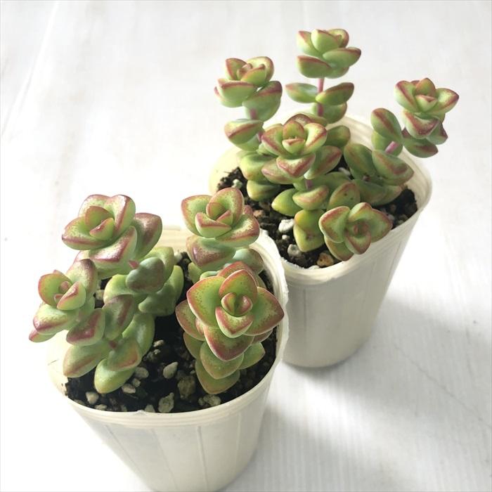 日本花キ流通 多肉植物 sbクラッスラ 愛星 多肉植物 クラッスラ 7.5cm