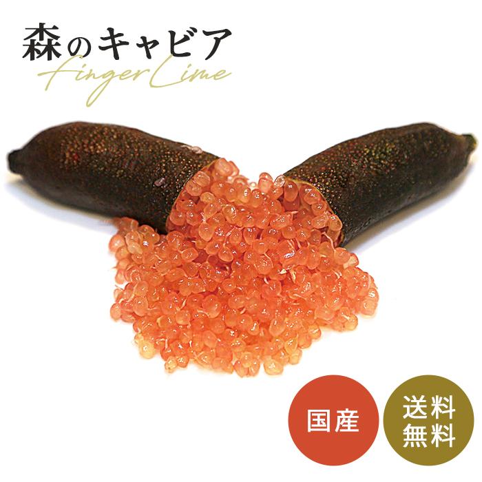 フィンガーライム ピンクパール 5号鉢 苗木 果樹苗 送料無料