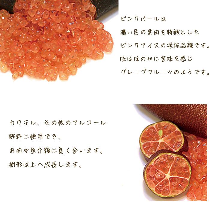 フィンガーライム ピンクパール 5号鉢 苗木 果樹苗 送料無料