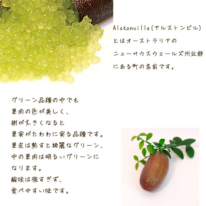 フィンガーライム アルストンビル 5号鉢 苗木 果樹苗 送料無料