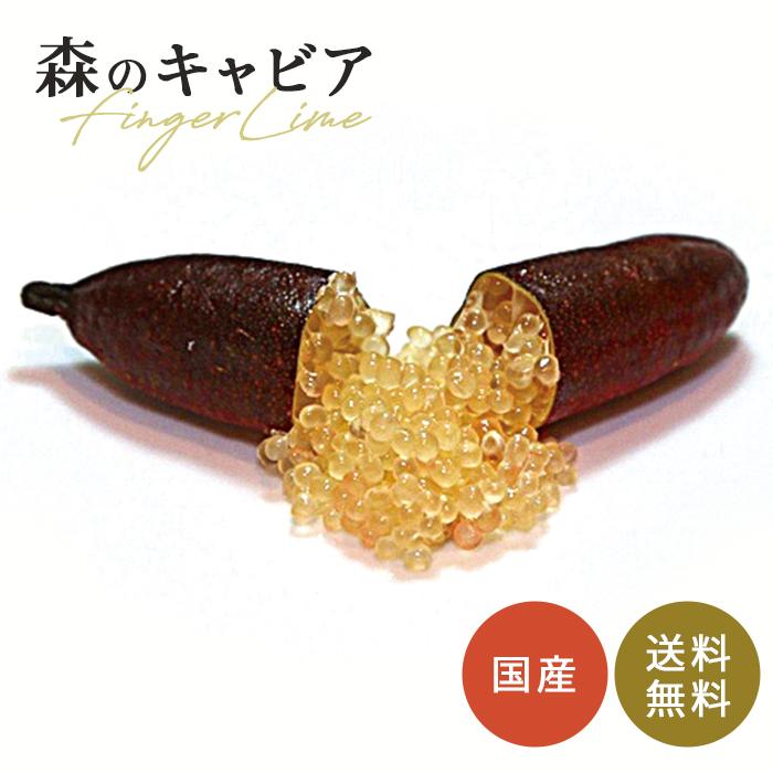 フィンガーライム ワチョップ 5号鉢 苗木 果樹苗 送料無料 フィンガー