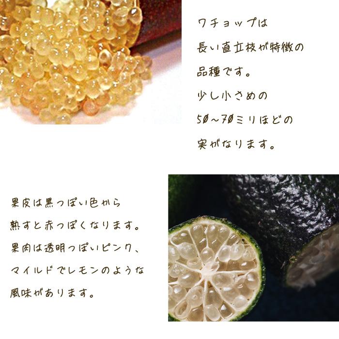 フィンガーライム ワチョップ 5号鉢 苗木 果樹苗 送料無料 フィンガー