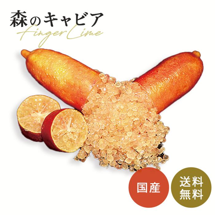 フィンガーライム ロサアイス 5号鉢 苗木 果樹苗 送料無料 フィンガー