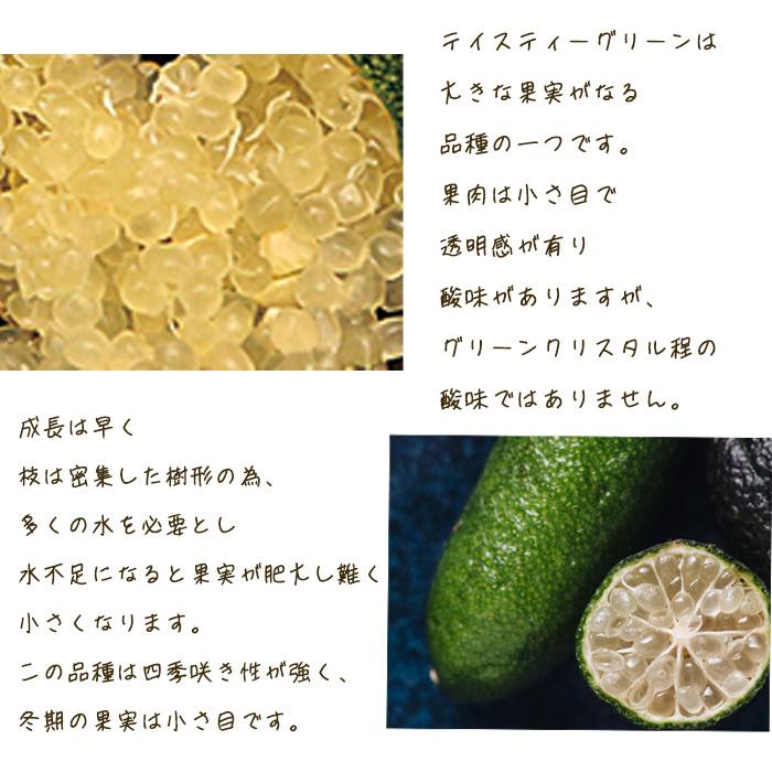 フィンガーライム テイスティグリーン 5号鉢 苗木 果樹苗 送料無料