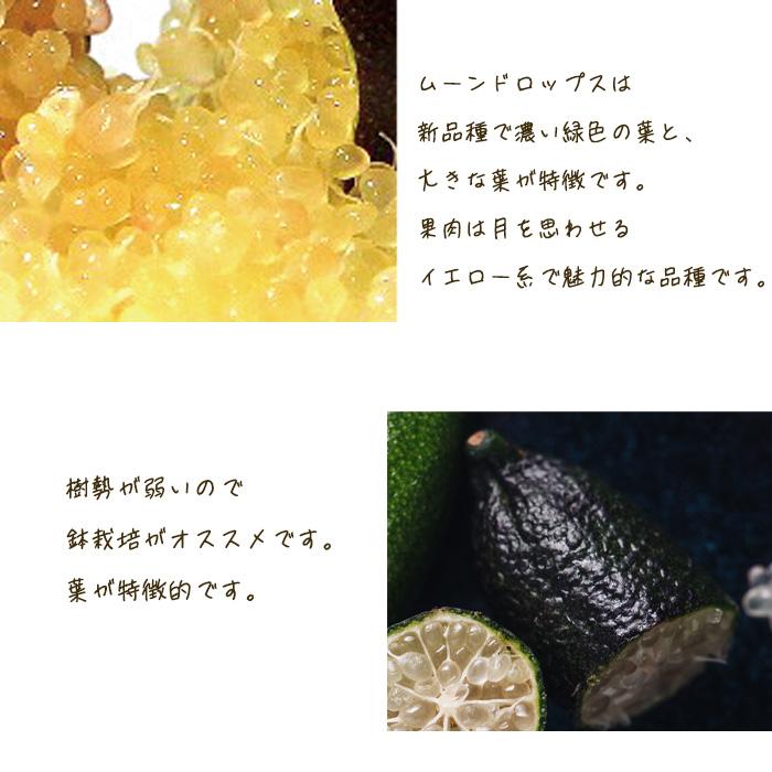 フィンガーライム ムーンドロップス 5号鉢 苗木 果樹苗 送料無料