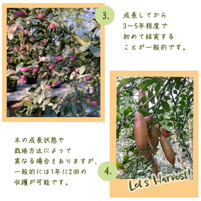 ☆　ruiさま専用　香水レモン　フィンガーライム苗木セット　☆ ☆ ruiさま専用 香水レモン フィンガーライム苗木セット ☆