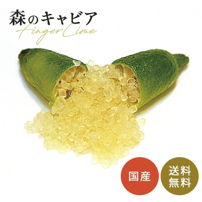 フィンガーライム グリーンクリスタル 5号鉢 苗木 果樹苗 送料無料