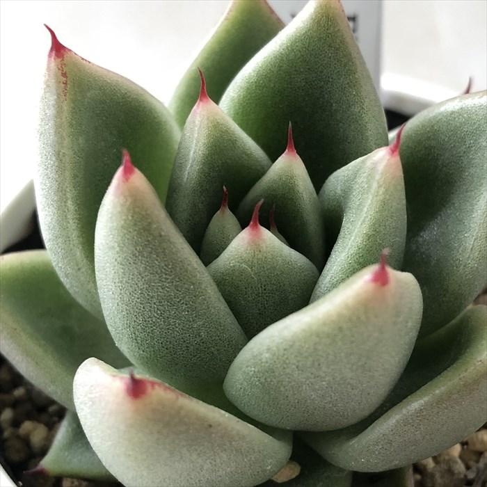 多肉植物 yukエケベリア Ebony×Dodolee 優木園さんの苗 送料無料