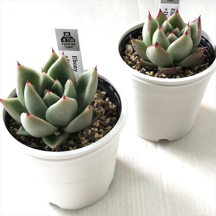 多肉植物 yukエケベリア Ebony×Dodolee 優木園さんの苗 送料無料