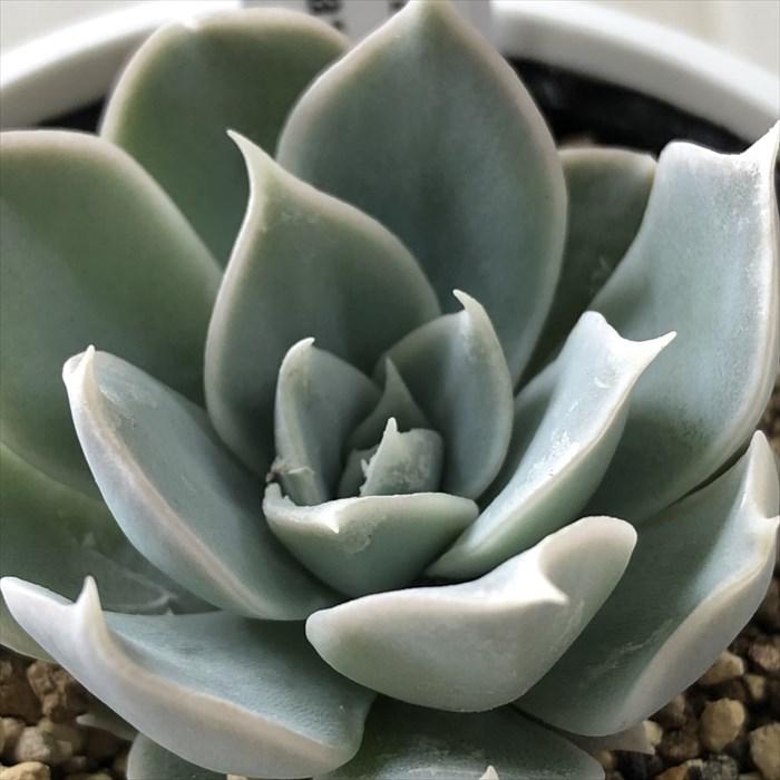 多肉植物 yukエケベリア cuspidata Menchaca×simulans Bustamante 優木