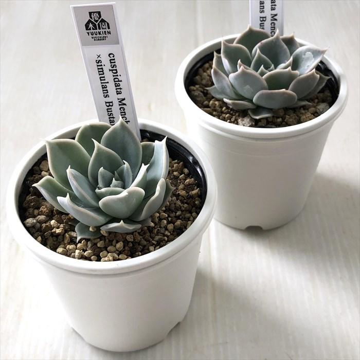 多肉植物 エケベリア 多肉植物 yukエケベリア cuspidata Menchaca×simulans Bustamante 優木