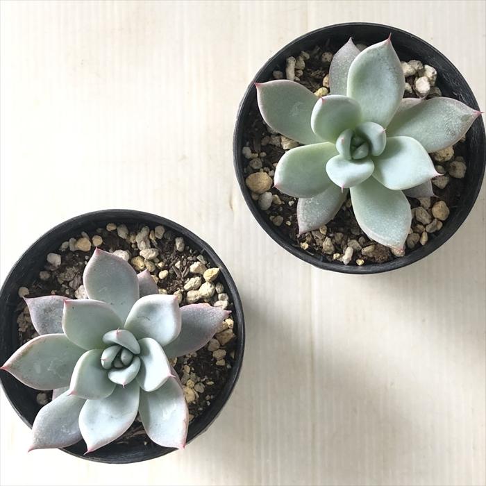 日本花キ流通 多肉植物 skエケベリア ジャイアントバード