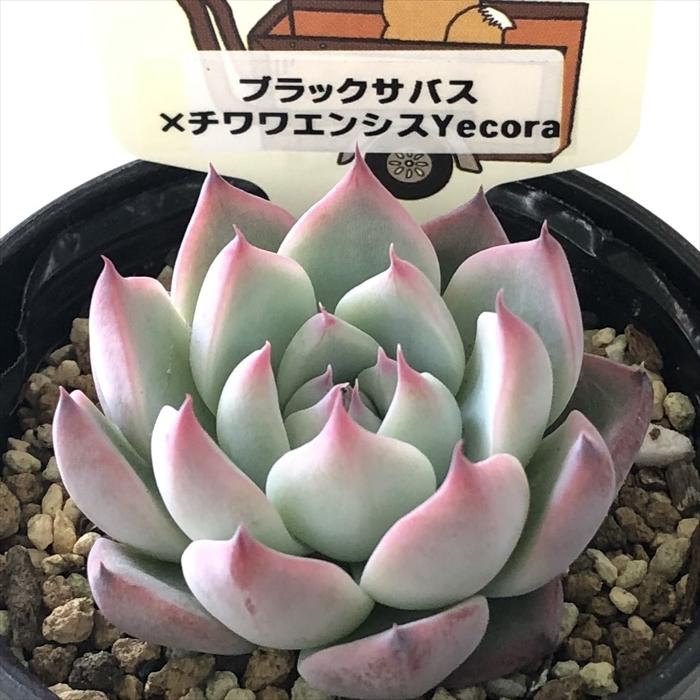 多肉植物 plkエケベリア ブラックサバス×チワワエンシスyecora 多肉植物 plkエケベリア ブラックサバス×チワワエンシスyecora