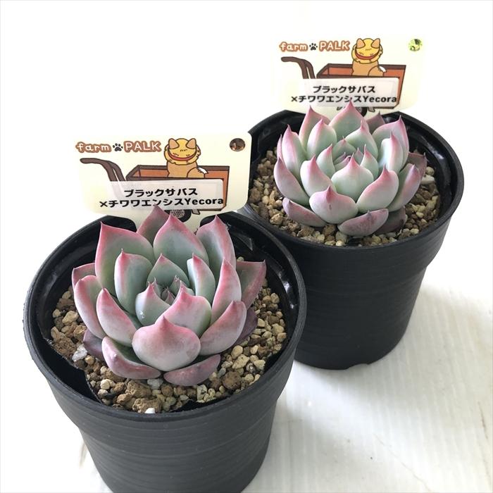 ち*え様 E-2041×35株 抜き苗 多肉植物 エケベリア サボテン Yahoo!オークション - 35株 Q560 多肉植物 エケベリア 玉鳳錦