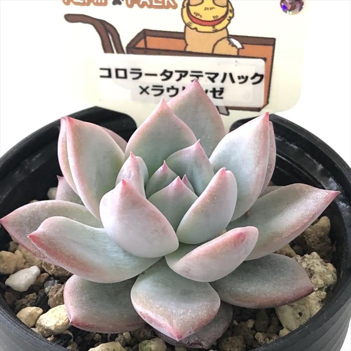 多肉植物 plkエケベリア コロラータアテマハック×ラウリンゼ パルク
