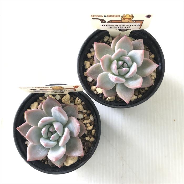 多肉植物 plkエケベリア コロラータアテマハック×ラウリンゼ パルク