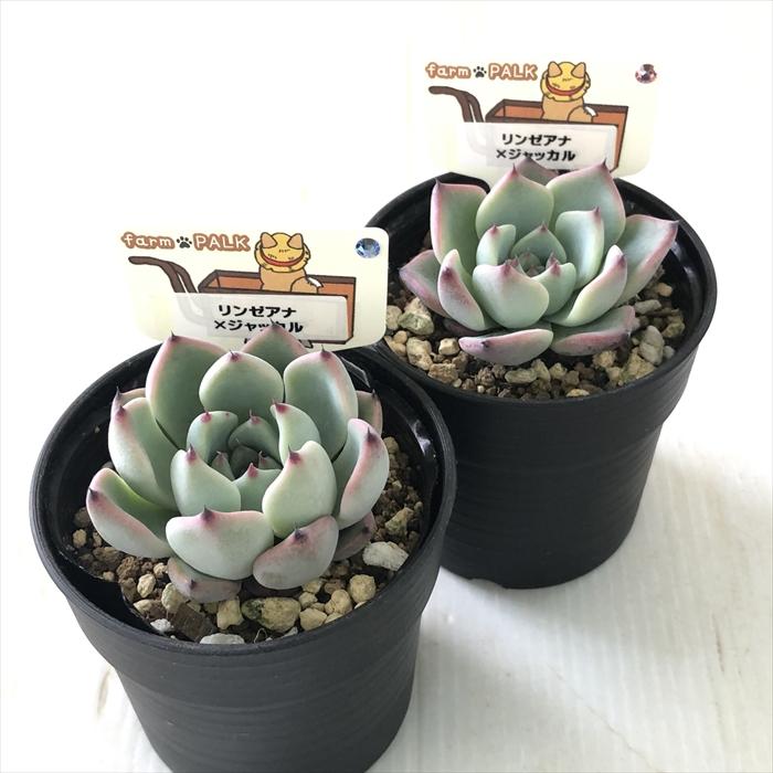 多肉植物 plkエケベリア リンゼアナ×ジャッカル パルクさん苗 多肉植物 plkエケベリア リンゼアナ×ジャッカル パルクさん苗