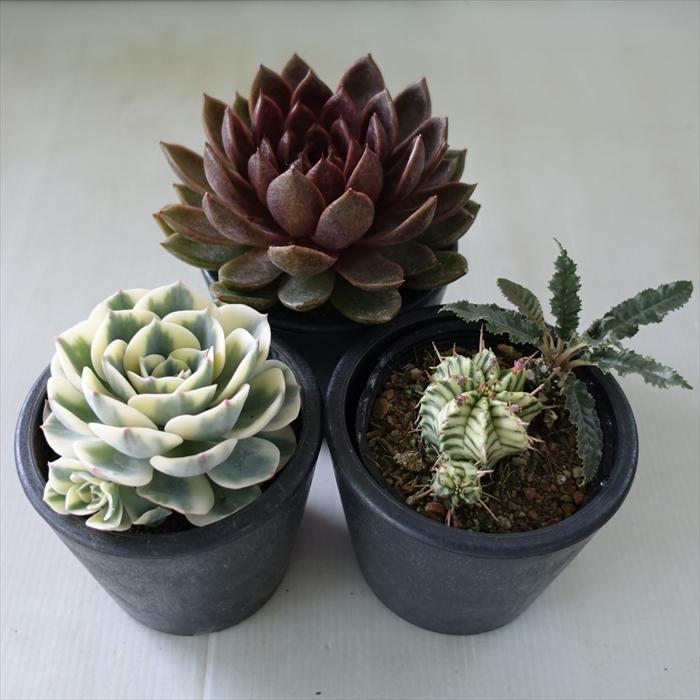 資 鉢 多肉植物 コーデックス アガベ 専用 プラ鉢 3号鉢 植木鉢