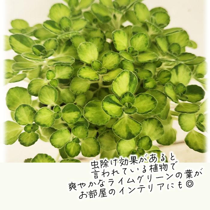観葉植物 日本花キ流通 観葉植物 cot アロマティカス ライムシャワー 3.5
