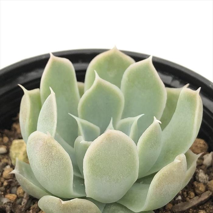 日本花キ流通 多肉植物 hmエケベリア ヒアリナサントドミンゴ 多肉植物