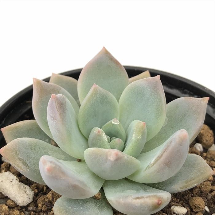 多肉植物 hmエケベリア ラウリンゼ×（ロメオ×プロリフィカ） 多肉植物