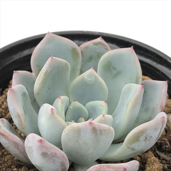 日本花キ流通 多肉植物 hxエケベリア ピンウィール×ラウイ 多肉植物