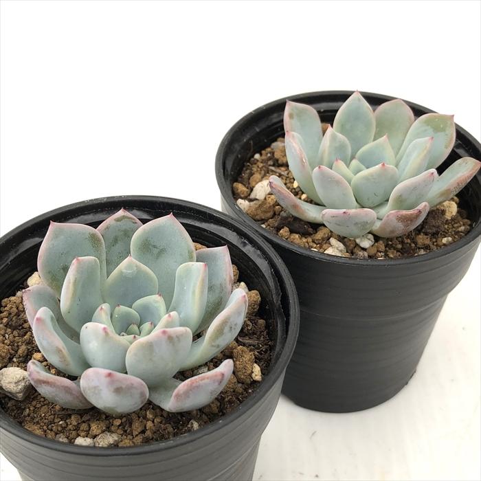 日本花キ流通 多肉植物 hxエケベリア ピンウィール×ラウイ 多肉植物