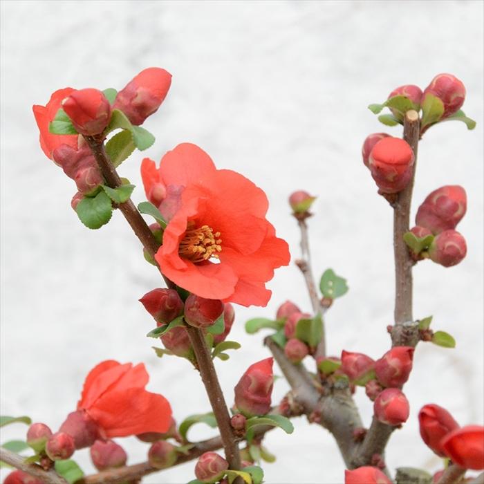 日本花キ流通 予約販売 木瓜 あかね 9cmポット 開花予定株 ボケ 花苗
