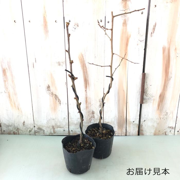 ぽぽー苗木現品花付き開花中6号鉢5/4 日本花キ流通 予約販売 木瓜 国華 9cmポット 開花予定株 ボケ 花苗