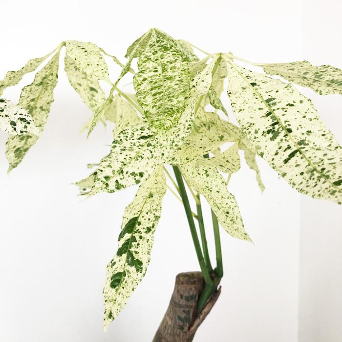 日本花キ流通 観葉植物 斑入りパキラ ミルキーウェイ 5号鉢 パキラ