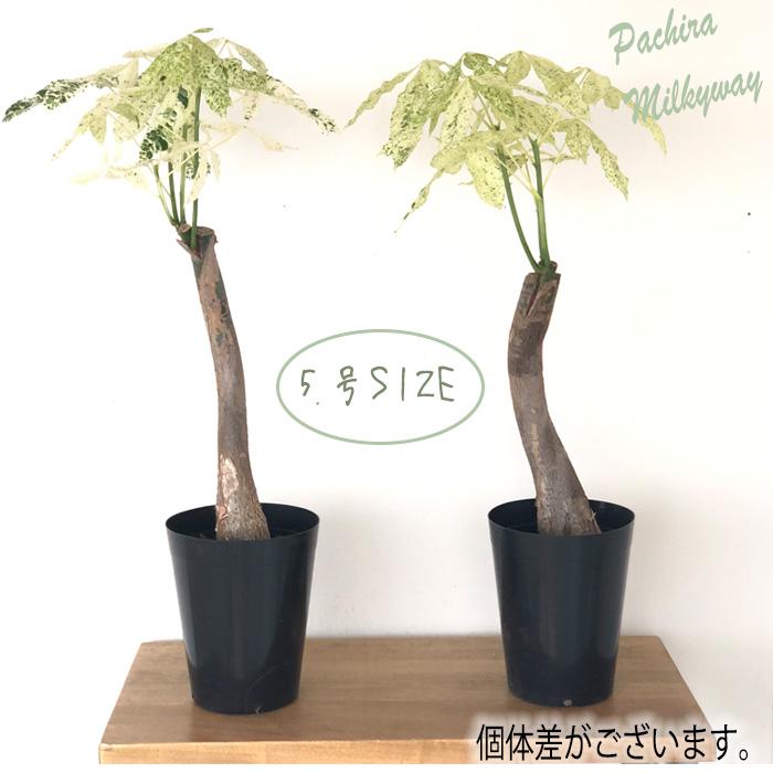 日本花キ流通 観葉植物 斑入りパキラ ミルキーウェイ 5号鉢 パキラ
