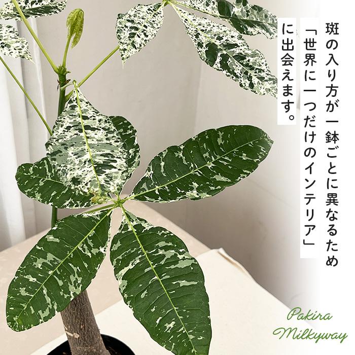 日本花キ流通 観葉植物 斑入り パキラ ミルキーウェイ 5号鉢 送料無料