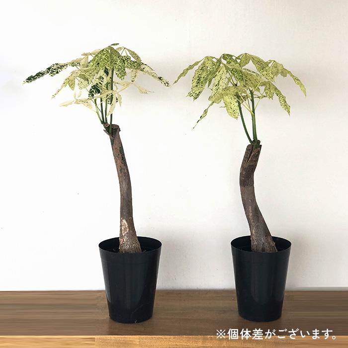 日本花キ流通 観葉植物 斑入り パキラ ミルキーウェイ 5号鉢 送料無料