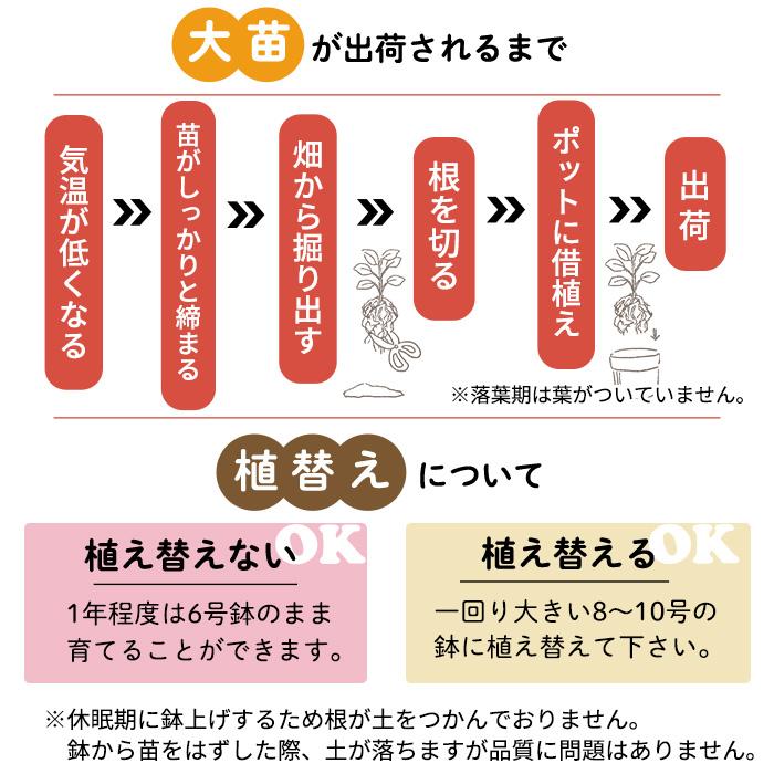 予約販売 バラ苗 バラ大苗 ロサ オリエンティス アルゴノーツ 品種登録