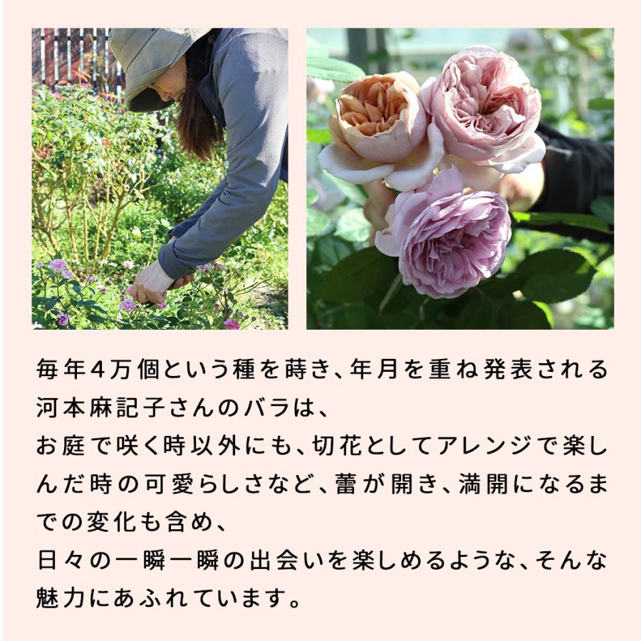 予約販売 バラ苗 バラ大苗 河本バラ園 レヴリ 品種登録出願中 四季咲き