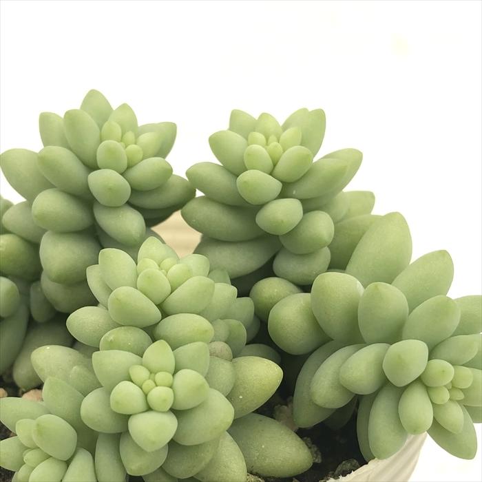 日本花キ流通 多肉植物 sbセダム 新玉つづり 多肉植物 セダム 7.5cm